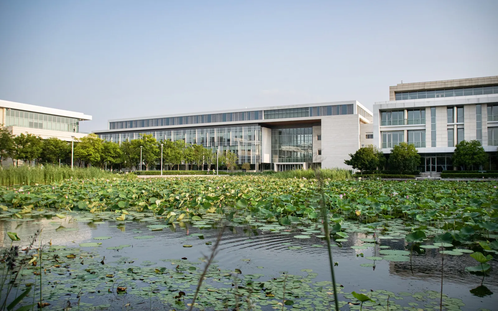Корпус Innovation Building и пруд с лотосами в кампусе Duke Kunshan University